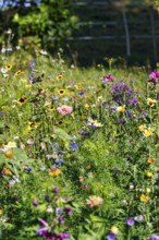Zinnias (Zinnia elegans), viper's bugloss (Echium), colourful wildflower meadow in summer,