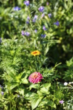 Zinnia (Zinnia elegans), cottage garden in summer, Höxter, Germany