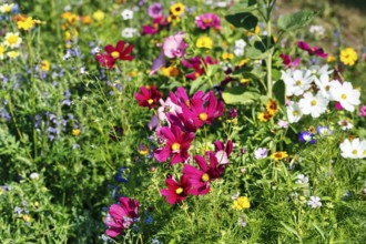 Ornamental basket (Cosmos bipinnatus), sea of flowers, colourful wildflower meadow in summer,