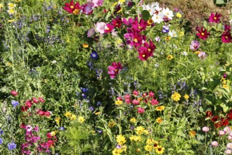 Linum grandiflorum (Linum grandiflorum), Dwarf Morning Glory (Convolvulus tricolor), Cosmos