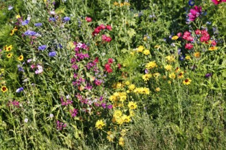 Girl's eye (Coreopsis), fair face, cornflower (Centaurea cyanus), scarlet flax (Linum