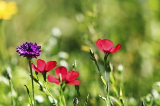 Purple cornflower (Centaurea cyanus), Linum grandiflorum (Linum grandiflorum), close-up, colourful