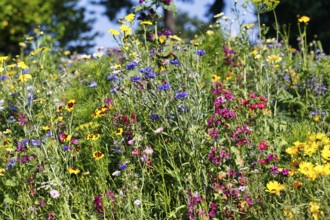 Cornflower (Centaurea cyanus), maiden's eye (Coreopsis), colourful wildflower meadow in summer,