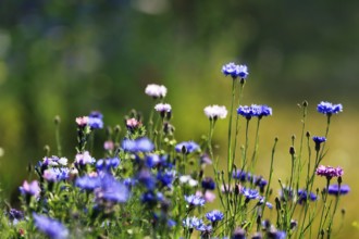 Summer wildflower meadow, multi-coloured cornflowers (Centaurea cyanus), natural flowering strip,