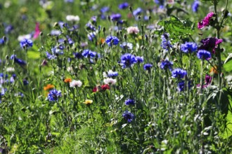 Summer wildflower meadow, multi-coloured cornflowers (Centaurea cyanus), blue, pink, white, wild