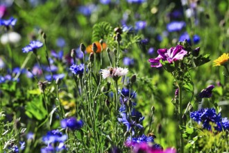 Colourful wildflower meadow in summer, different coloured cornflowers (Centaurea cyanus), mallow