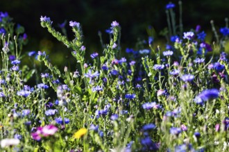Summer wildflower meadow, cornflowers (Centaurea cyanus), Viper's bugloss (Echium vulgare), wild