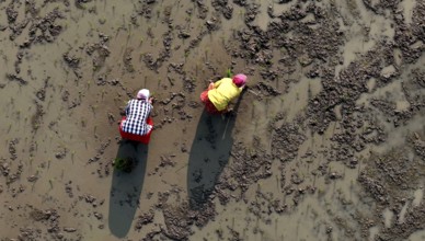 In an aerial view, farmers transplant rice paddy seedlings in a rice field on February 16, 2026 in