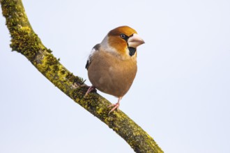 Hawfinch (Coccothraustes coccothraustes) Germany