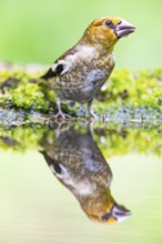 Hawfinch (Coccothraustes coccothraustes) Germany