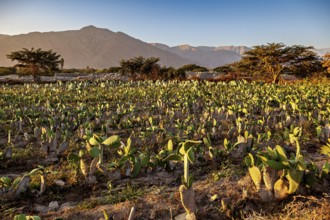 A cactus field in a hilly landscape at sunrise with mountains in the background, cactus field in