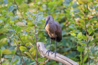 A hamerkop (Scopus umbretta) stands on a branch of a tree. Green vegetation can be seen in the