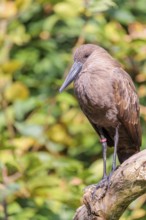 A hamerkop (Scopus umbretta) stands on a branch of a tree. Green vegetation can be seen in the
