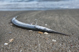 A dead Gar fish washed up on the beach of the Black Sea in Bulgaria