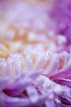 Close-up of a chrysanthemum with dewdrops on its petals The soft pink and purple hues evoke the