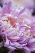 Close-up photography of a pink chrysanthemum adorned with fresh water droplets, showcasing