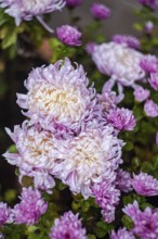 Close-up of pink chrysanthemums adorned with dew drops, showcasing their delicate petals and rich