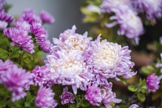 Vibrant pink chrysanthemums in full bloom capture the essence of autumn Soft petals and lush