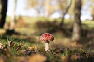 A vibrant red Amanita muscaria mushroom stands solitary among fallen leaves on a sunlit autumn day,