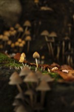 A serene scene of small mushrooms thriving among fallen autumn leaves on a moss-covered forest