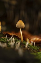 A delicate mushroom emerges amongst vibrant autumn leaves and moss, capturing the serene essence of