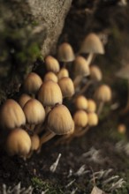 A close-up view of small, brown wild mushrooms growing on a moss-covered forest floor during the