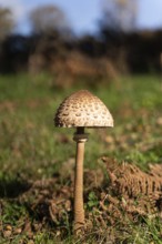 A single mushroom stands tall amongst fallen leaves, showcasing the beauty of nature during the