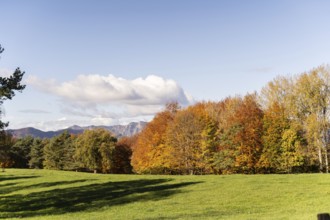 A tranquil autumn scene with vibrant orange and yellow foliage on trees, a lush green meadow, and
