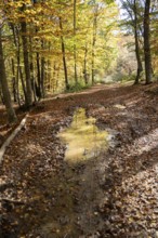 A tranquil pathway dotted with fallen leaves winds through an autumn forest, with sunlight