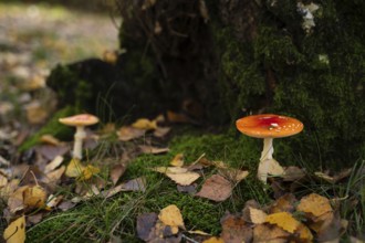 Two bright red fly agaric mushrooms with white spots stand out against the moss and fallen leaves