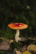A vividly colored fly agaric mushroom stands out among fallen autumn leaves and lush green moss in