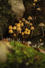 A close-up of a group of small, wild mushrooms with slender stems and tawny caps, nestled at the