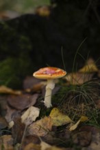 A vibrant orange fly agaric mushroom stands amid fallen autumn leaves and green moss, capturing the