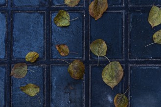 Aesthetic view of scattered yellow leaves resting on a tiled walkway in the old town of Tbilisi,