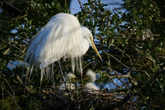 Heron in nest with two chicks in tree, Great Egret (Ardea alba), spring, St. Augustine, Florida,