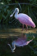 Roseate spoonbill standing in water with soft reflection, nestled in a green canopy in natural