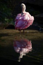 Bird with closed plumage in still water, soft reflection and calm, dark atmosphere, Roseate