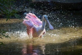 Roseate spoonbill spreads its wings in brightly lit water, dynamics and movement through splashing