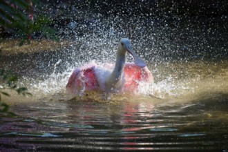 Bird splashing water, pink wings in vivid water, Roseate Spoonbill (Ajaja ajaja), spring, St.