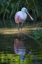 Pink-coloured roseate spoonbill standing on one leg in water, peaceful reflection in calm greenish