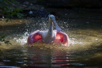 Pink-coloured roseate spoonbill in the water, shaking and splashing its feathers, dynamic and