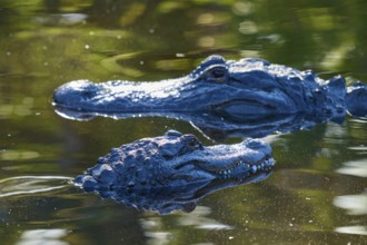Two crocodiles lying in the water, their heads partly submerged, with soft light and green