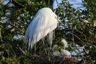 White bird in nest on tree with two chicks peeking out, Great Egret (Ardea alba), spring, St.