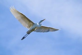 A white bird flies in the blue sky with its wings spread wide, Great White Egret (Ardea alba),