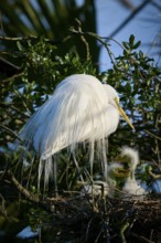A white bird stands in a nest with two chicks, Great White Egret (Ardea alba), spring, St.