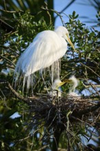 White bird in a nest on a tree with two chicks, Great White Egret (Ardea alba), spring, St.