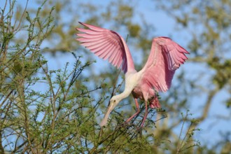 Bird with pink wings in a tree, in the sunlight, Roseate Spoonbill (Ajaja ajaja), spring, St.
