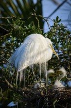 White bird sitting protectively over chicks in the nest, Great White Egret (Ardea alba), spring, St