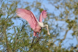 A pink bird in a tree with wide open wings in the sunlight, roseate spoonbill (Ajaja ajaja),