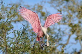 Pink bird with spread wings in front of a blue sky in a tree, Roseate Spoonbill (Ajaja ajaja),